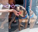 Small #6 American Staffordshire Terrier Mix