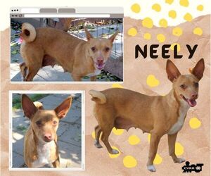Basenji-Miniature Pinscher Mix Dogs for adoption in Lindsay, CA, USA
