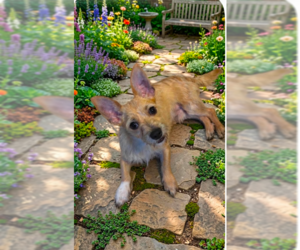 Mutt Dogs for adoption in Cranston, RI, USA