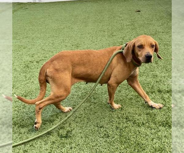 Medium Photo #1 Black Mouth Cur Puppy For Sale in Palmetto, FL, USA