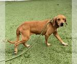 TAWNY - Female Black Mouth Cur Dog for Adoption - Small photo