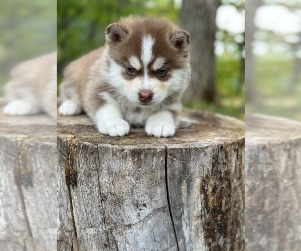 Medium Photo #2 Pomsky Puppy For Sale in STAPLES, MN, USA