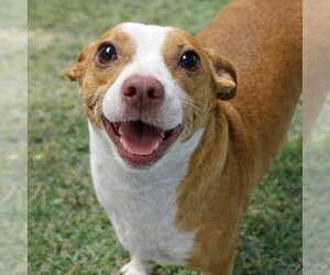 Rat Terrier-Unknown Mix Dogs for adoption in Canton, CT, USA