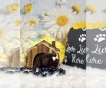 Small #8 ShihPoo