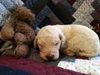Small Photo #3 Goldendoodle Puppy For Sale in PELHAM, NH, USA