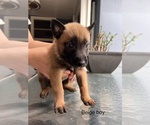 Small Photo #4 Belgian Malinois Puppy For Sale in CHULA VISTA, CA, USA