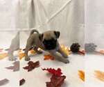 Small Photo #13 Pug Puppy For Sale in BRIDGEWATER, VA, USA