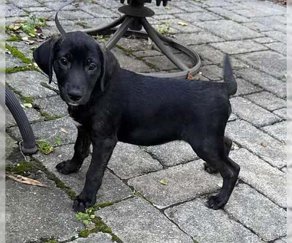 Medium Photo #2 Labrador Retriever-Unknown Mix Puppy For Sale in Mechanicsburg, PA, USA