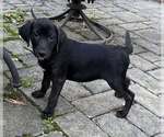 Small #1 Labrador Retriever Mix