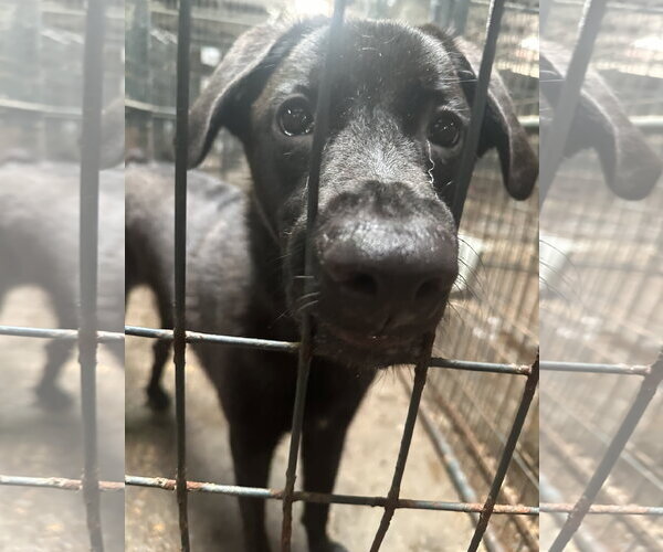 Medium Photo #3 Labrador Retriever-Unknown Mix Puppy For Sale in Jackson, MS, USA