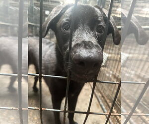 Thrasher - Male Labrador Retriever-Unknown Mix Dog for Adoption - Photo #3