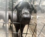 Small #2 Labrador Retriever Mix