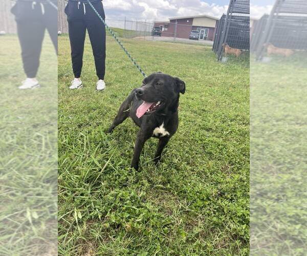 Medium Photo #2 Mutt Puppy For Sale in Abbeville, LA, USA