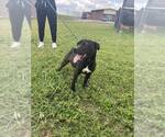 Small #1 Mutt