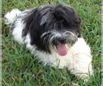 Small Photo #1 Havanese Puppy For Sale in FENTON, MO, USA