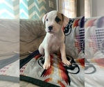 Small Photo #5 American Bulldog Puppy For Sale in TOCCOA, GA, USA