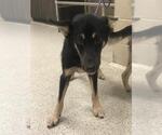 Small German Shepherd Dog Mix