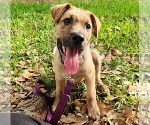 Black Mouth Cur-Unknown Mix Dogs for adoption in HOUSTON, TX, USA