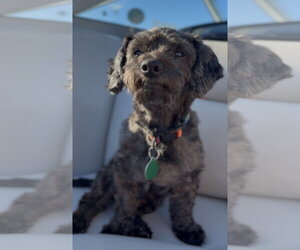 Poodle (Miniature)-Unknown Mix Dogs for adoption in Bellevue, WA, USA