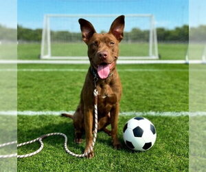 Labrador Retriever-Unknown Mix Dogs for adoption in Long Beach, CA, USA