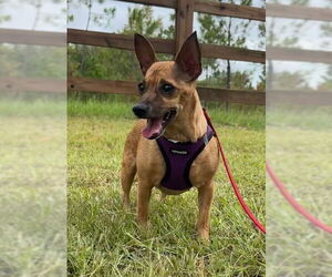 Chihuahua-Unknown Mix Dogs for adoption in Tarrytown, GA, USA