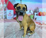 Small Mastiff Mix