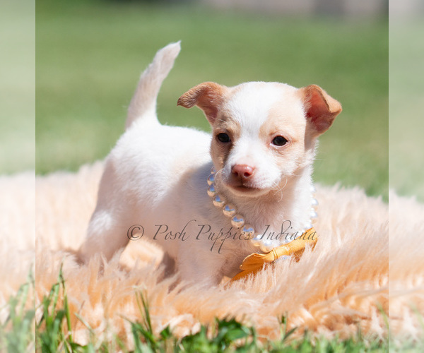 Medium Photo #87 Chihuahua Puppy For Sale in WARSAW, IN, USA