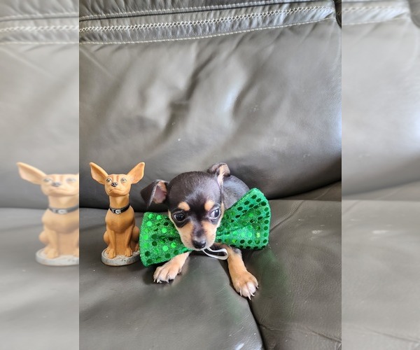 Medium Photo #2 Chihuahua Puppy For Sale in CAPE CORAL, FL, USA