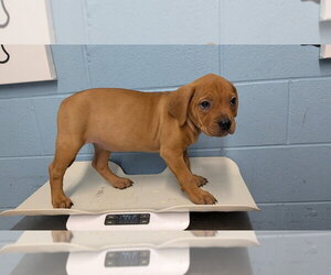 Rottweiler-Unknown Mix Dogs for adoption in Evansville, IN, USA