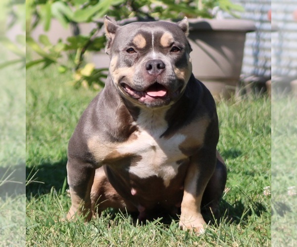 Medium Photo #6 American Bully Puppy For Sale in BILLINGS, MO, USA