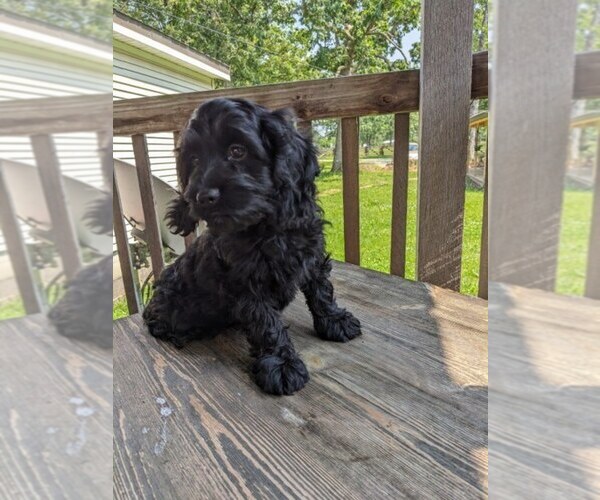Medium Photo #4 Cock-A-Poo Puppy For Sale in SALEM, MO, USA