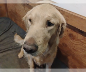 Mother of the Golden Retriever puppies born on 02/08/2025