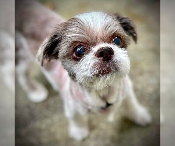 Medium Photo #3 Shih Tzu Puppy For Sale in Spring Lake, NC, USA