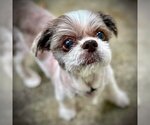 Small Photo #3 Shih Tzu Puppy For Sale in Spring Lake, NC, USA
