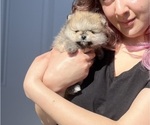 Small Photo #6 Pomeranian Puppy For Sale in SANTA MARIA, CA, USA