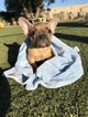 Small Photo #7 French Bulldog Puppy For Sale in EASTVALE, CA, USA