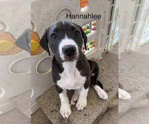 American Pit Bull Terrier-American Staffordshire Terrier Mix Dogs for adoption in Cave Creek, AZ, USA