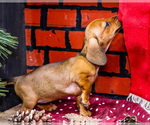 Small #8 Dachshund