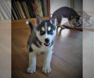 Siberian Husky Puppy for sale in EAST BETHEL, MN, USA