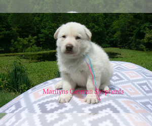 German Shepherd Dog Puppy for Sale in PIEDMONT, Missouri USA