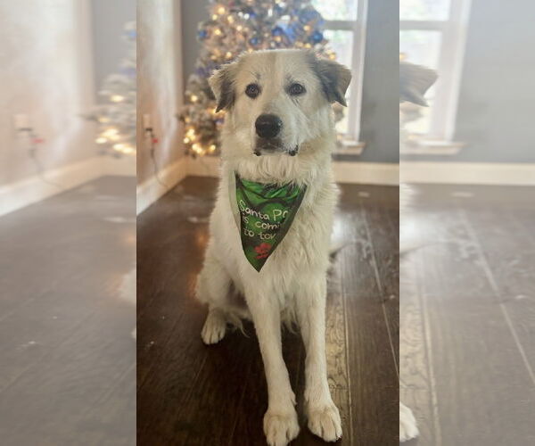 Medium Photo #6 Great Pyrenees-Unknown Mix Puppy For Sale in Dallas, TX, USA