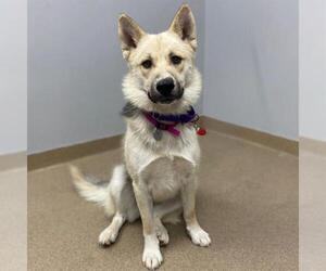German Shepherd Dog-Siberian Husky Mix Dogs for adoption in Aurora, CO, USA