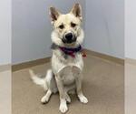 Small German Shepherd Dog-Siberian Husky Mix