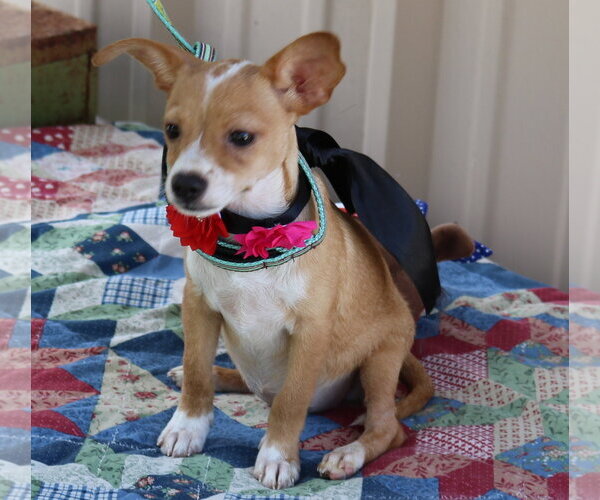 Medium Photo #2 Basenji Puppy For Sale in Bandera, TX, USA