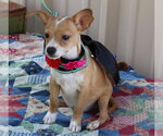 Small #1 Basenji