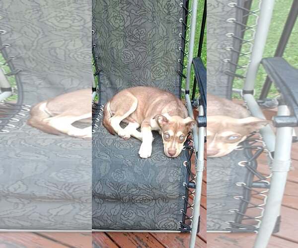Medium Photo #2 Siberian Husky-Unknown Mix Puppy For Sale in pomfret, CT, USA
