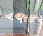 Small #1 Siberian Husky Mix
