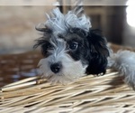 Small #3 Cavapoo