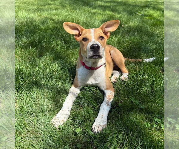 Medium Photo #21 Mutt Puppy For Sale in Boston, MA, USA