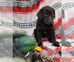 Small #8 Labrador Retriever